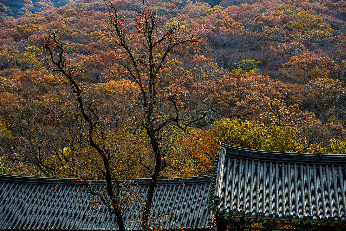 _YJL1313rhss.jpg : 가을정취