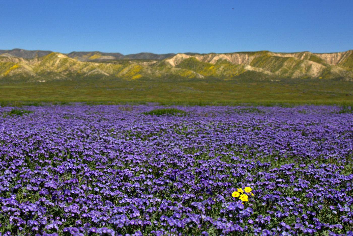1-745A9430.jpg : Fields
