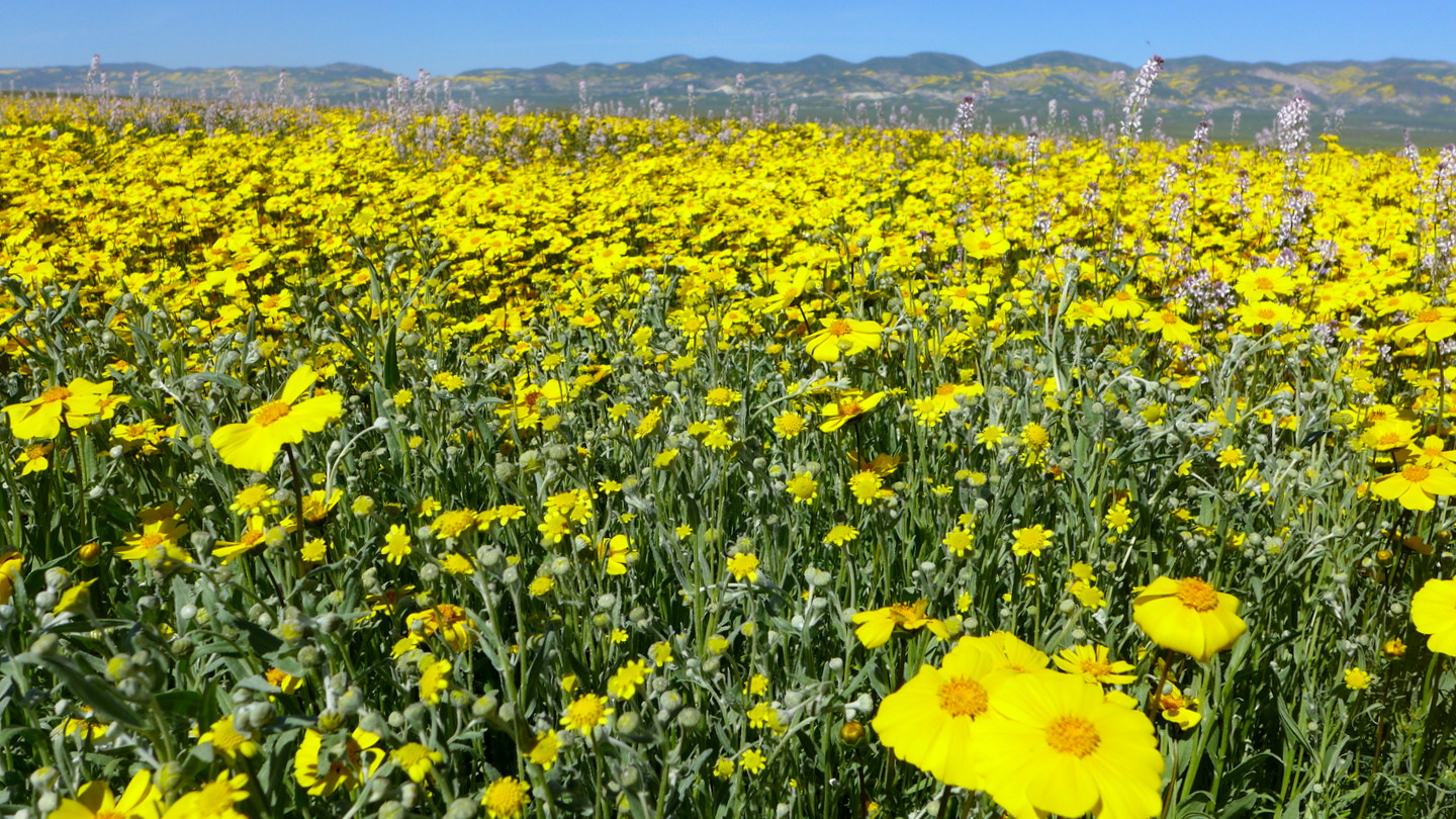 1-L1070919.JPG : Fields
