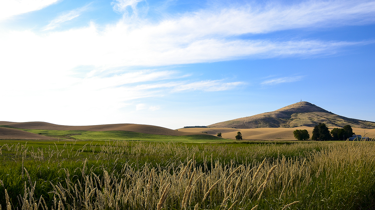 DSC_3565-1a.jpg : Palouse 언덕