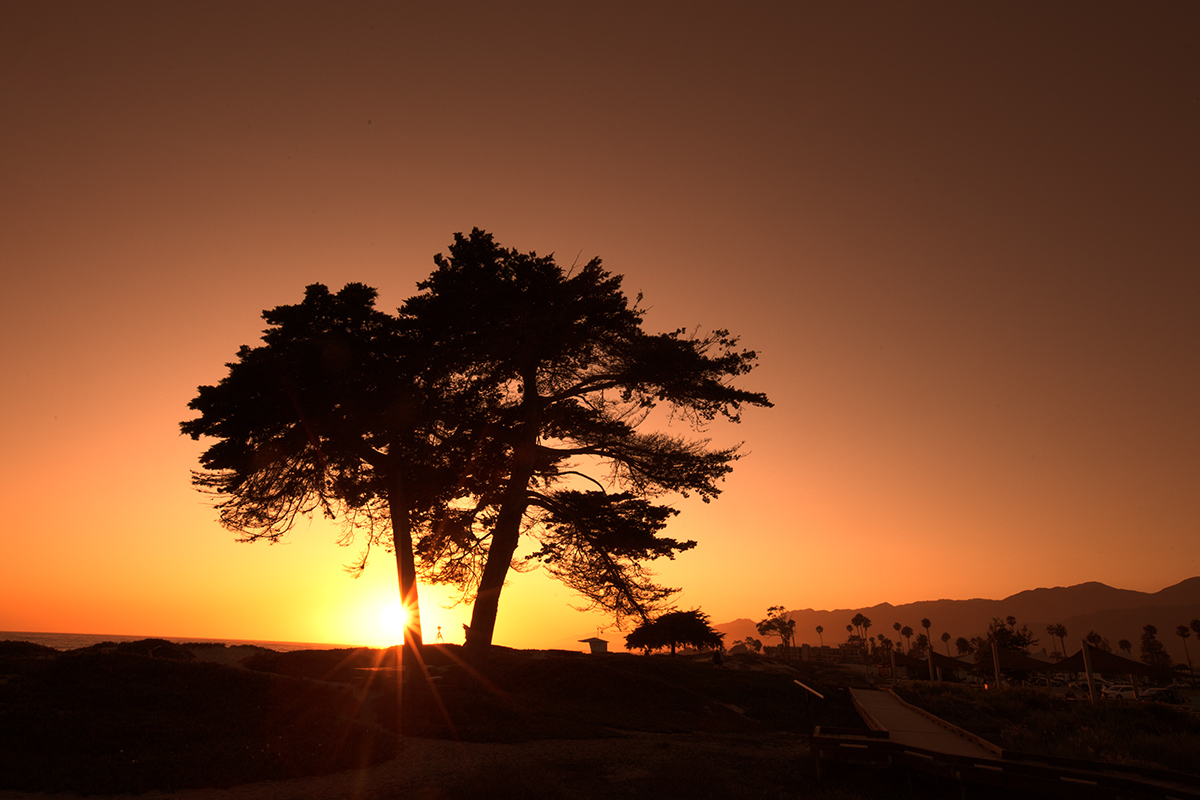 7S5A3779-1a.jpg : Cypress Tree@Carpinteria Beach