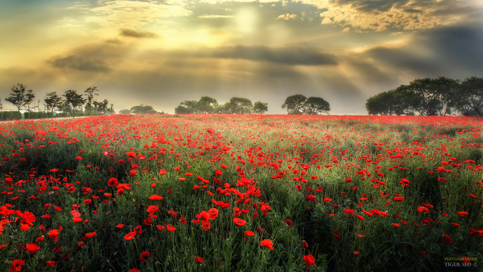 물의정원_4_낙관.jpg : Poppy field