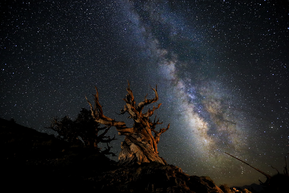 0J1A2795-1a.jpg : Bristol Pine Tree 와 Milkyway