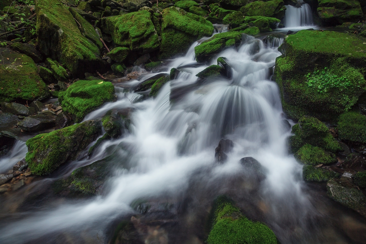 4K1A0003664.jpg : 이끼 계곡의 여름