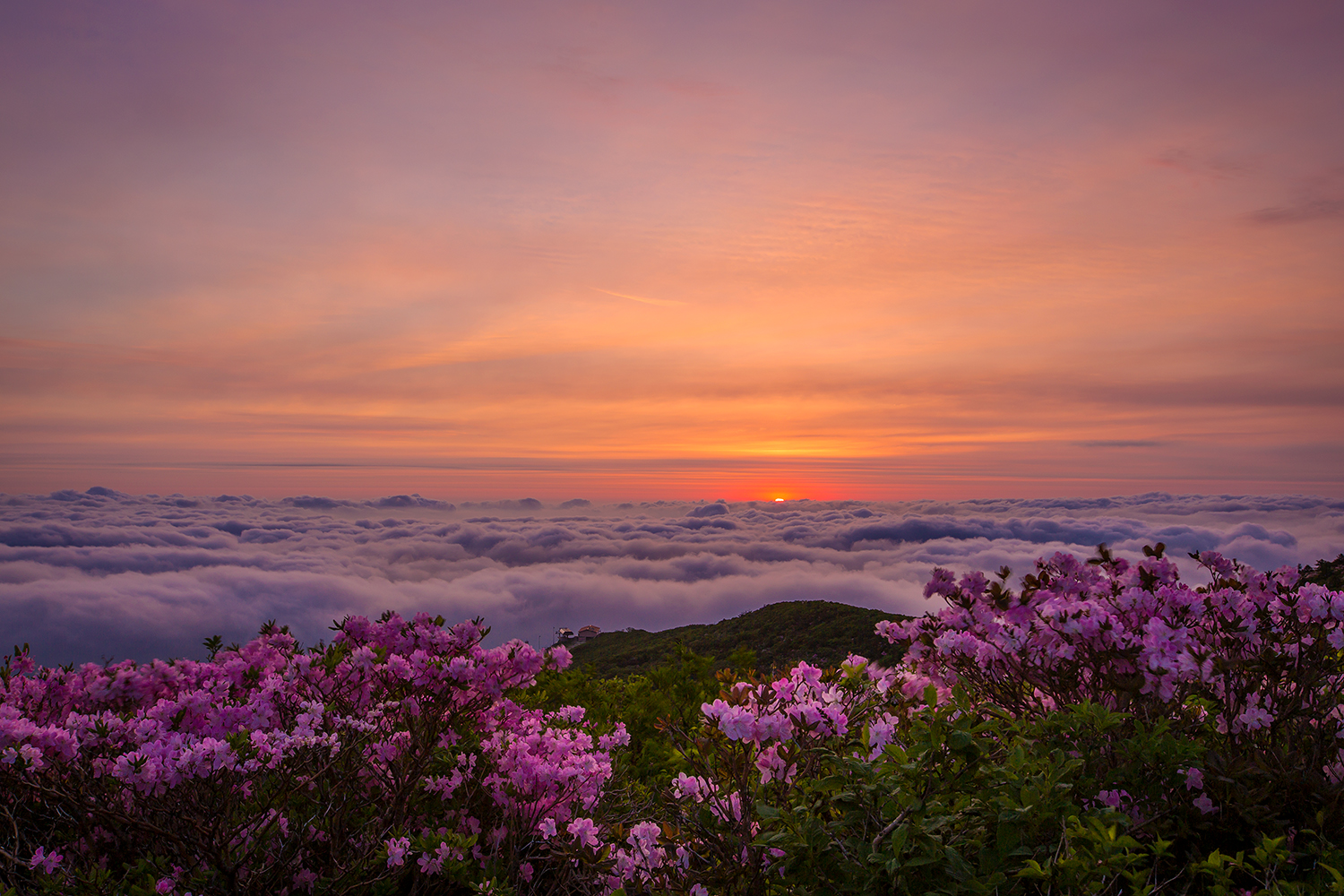4K1A0008892.jpg : 함백산의 아침