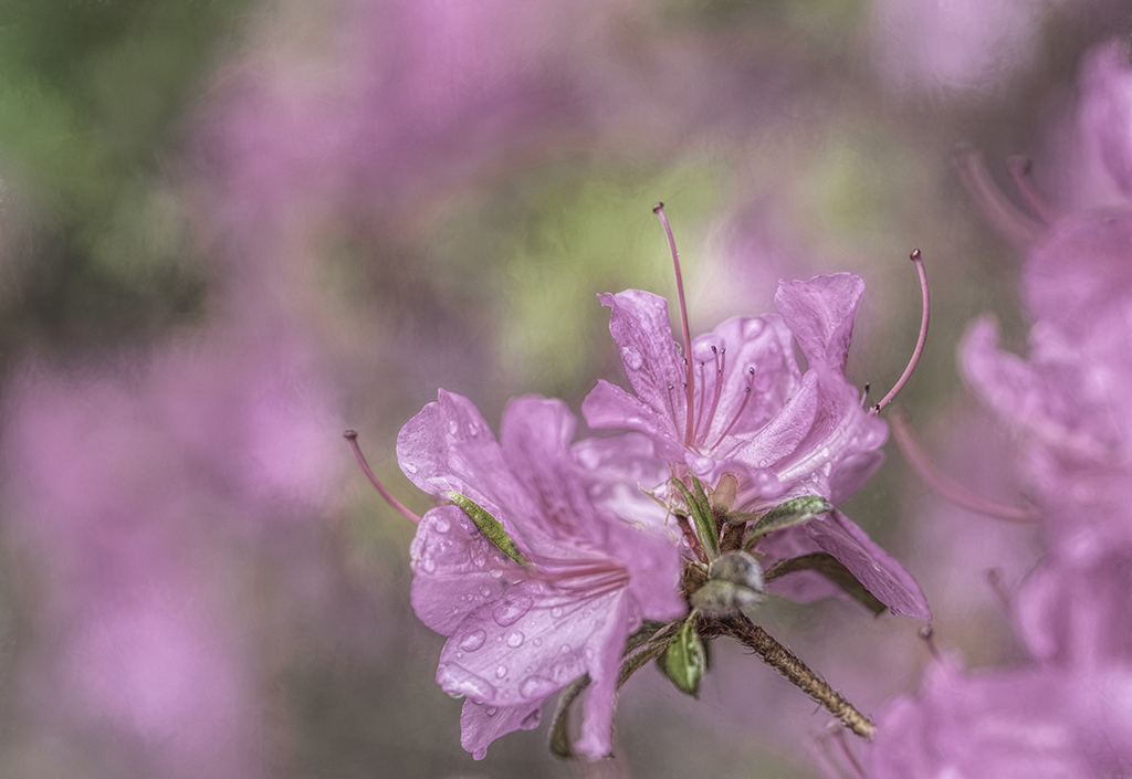 DSC_0286-HDR-Tony Sweet.jpg : Azalea