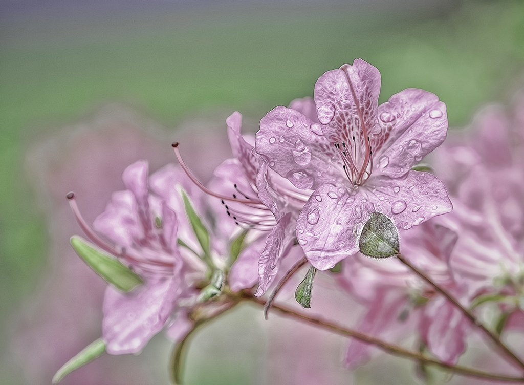 DSC_0220-HDRLiquid Colort.jpg : Azalea