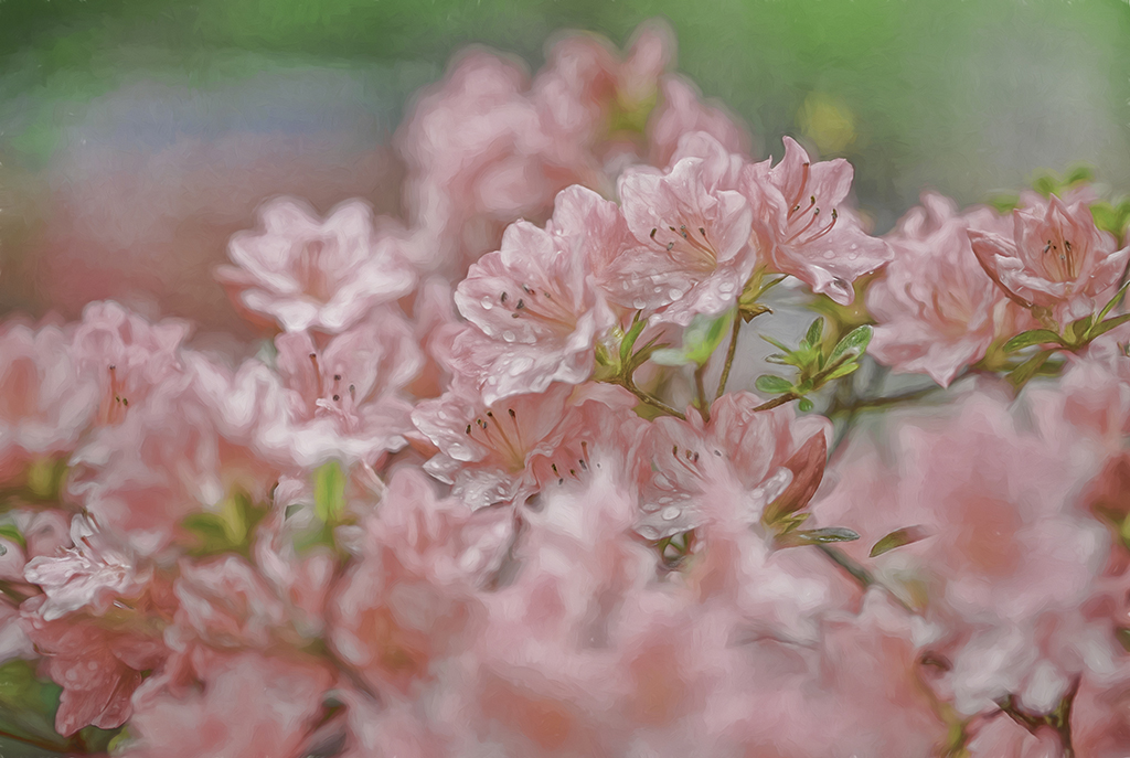 DSC_0322-HDR-Oil Painting Jim Lasalla.jpg : Azalea