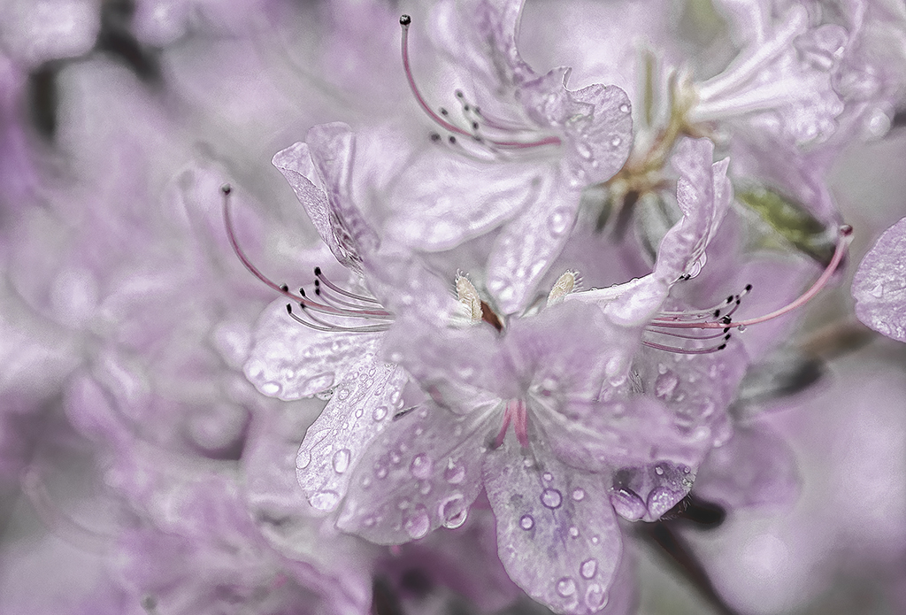 DSC_0219-Edit-Adj-Delicate I.jpg : Azalea