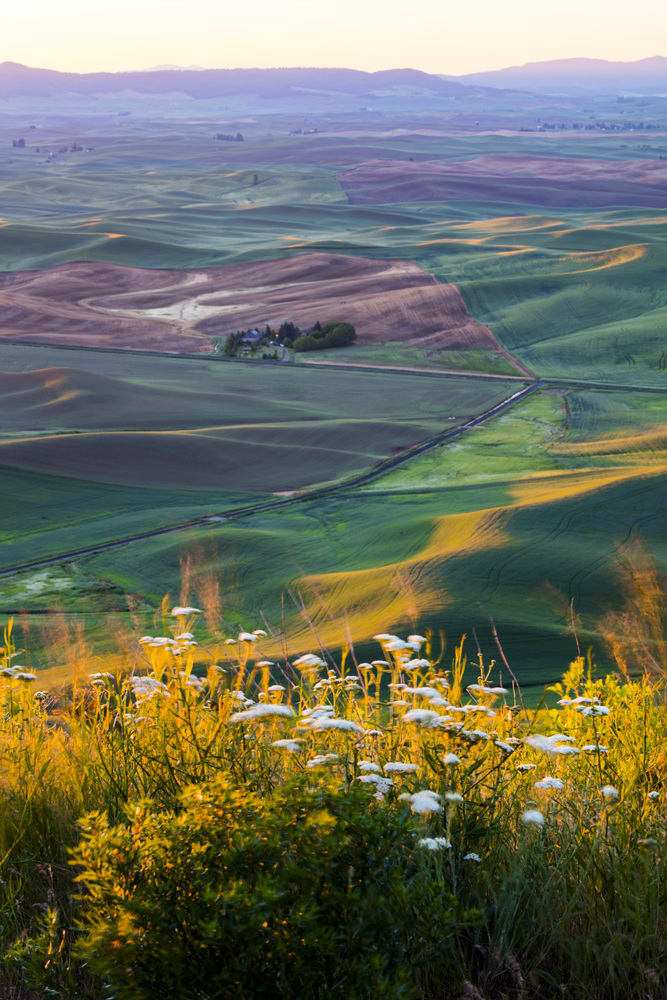 7S5A8738.jpg : Palouse, Washington