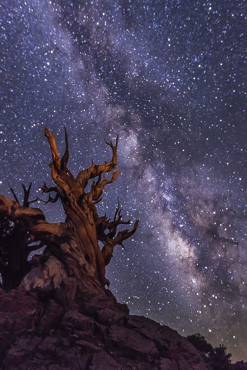 7S5A9402-1d.jpg : Ancient Bristlecone Pine Tree