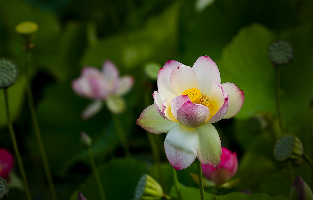 _MG_9718-1a.jpg : Echo Park 에서