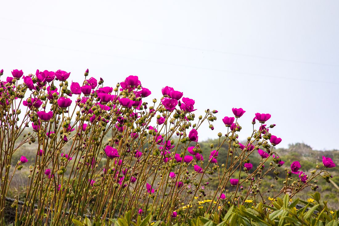 EOS 5D Mark IV_0753.jpg