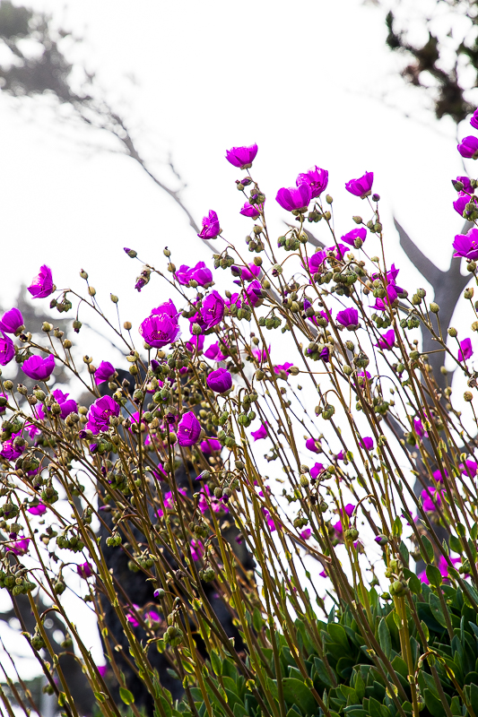 EOS 5D Mark IV_0749.jpg