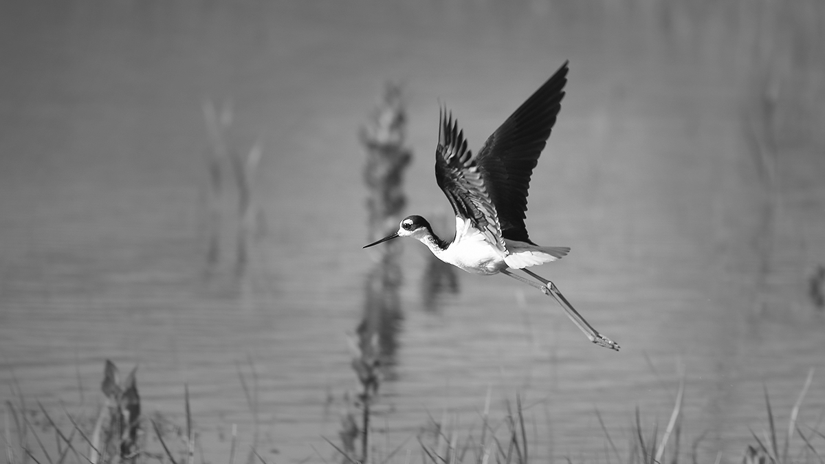 7S5A5881-1a.jpg : American Avocet