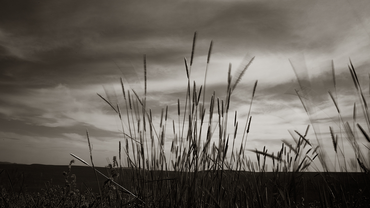 7S5A7552-1a.jpg : 바람에 나부끼는...