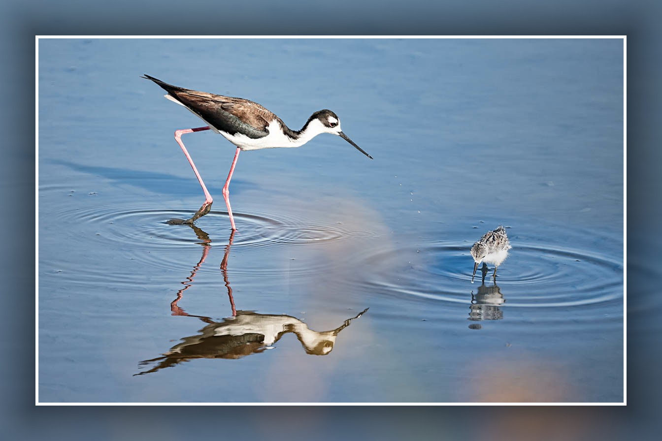 AB4W5564-Edit-2.jpg : American Avocet의 모정