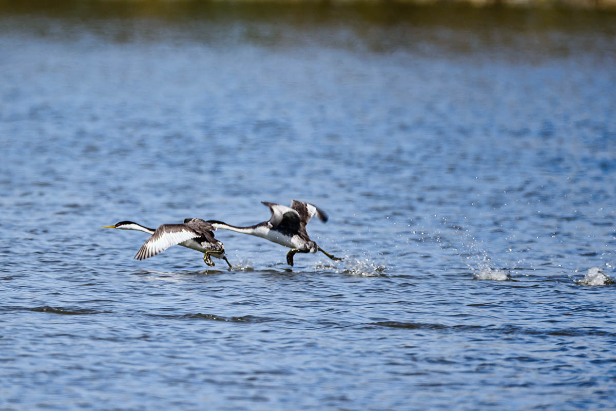 AB4W5658-Edit.jpg : Western grebe