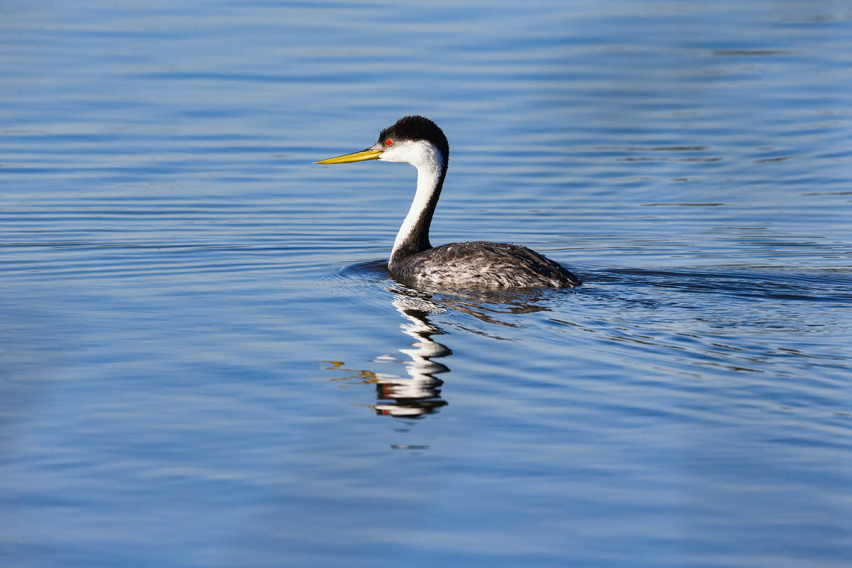 AB4W5820-Edit.jpg : Western grebe