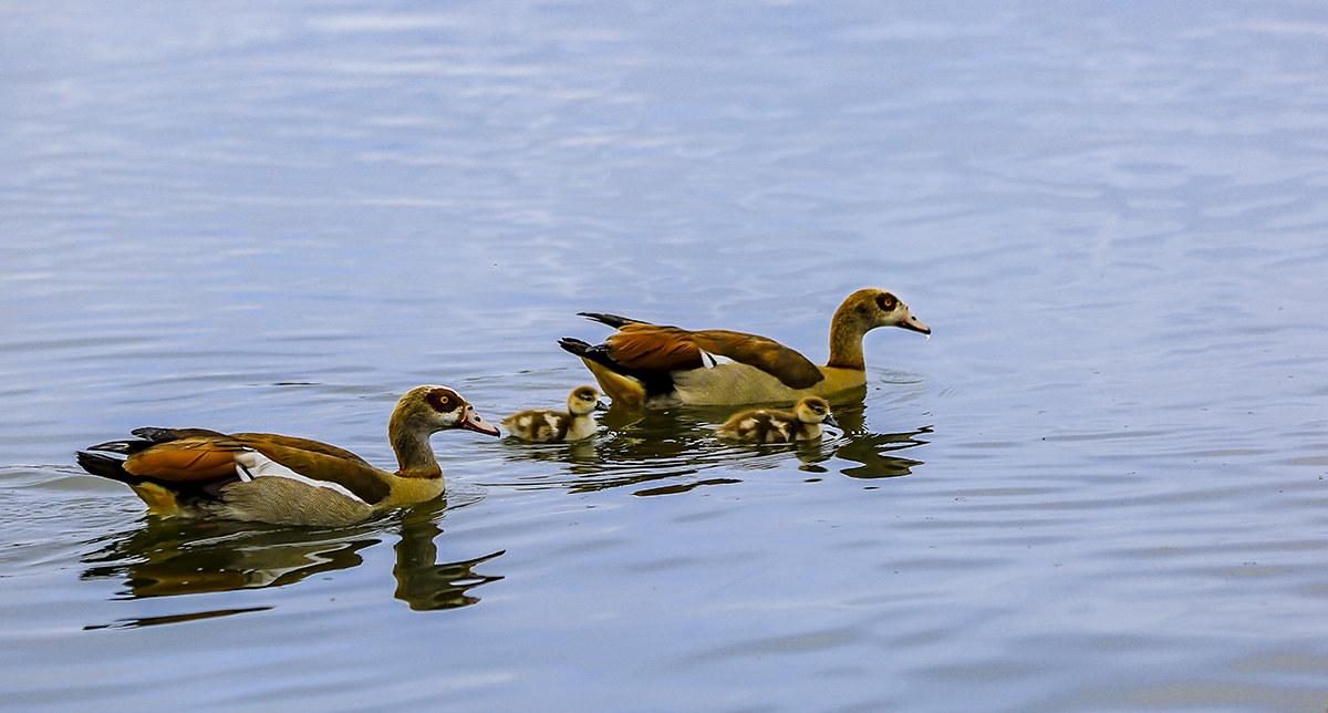 079A7382-1a.jpg : Egyptian Duck, and Heron