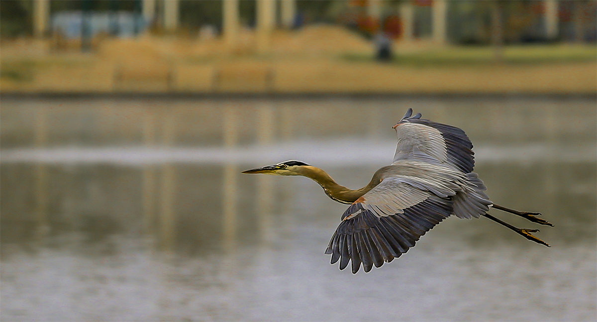 079A7331-a.jpg : Egyptian Duck, and Heron