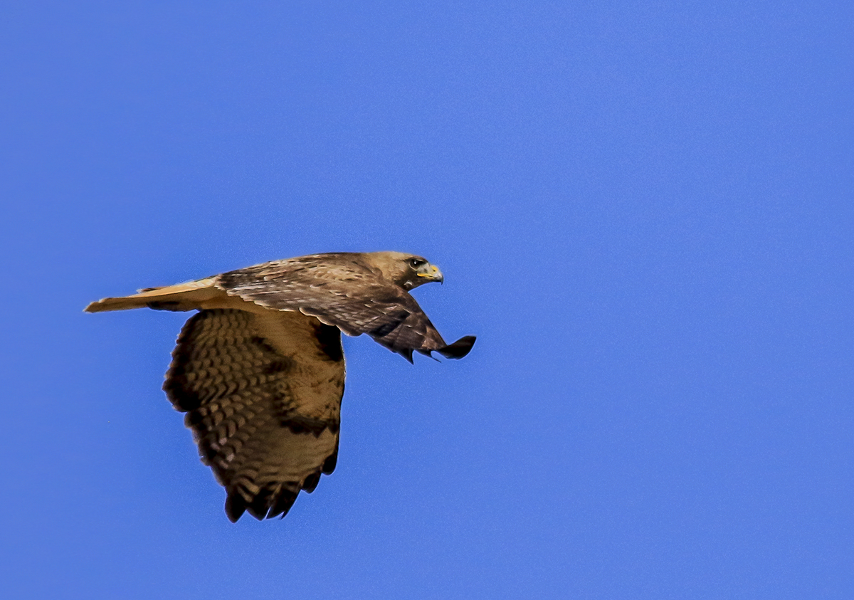 CX2A9857-1a.jpg : 우리 동네 텃새.