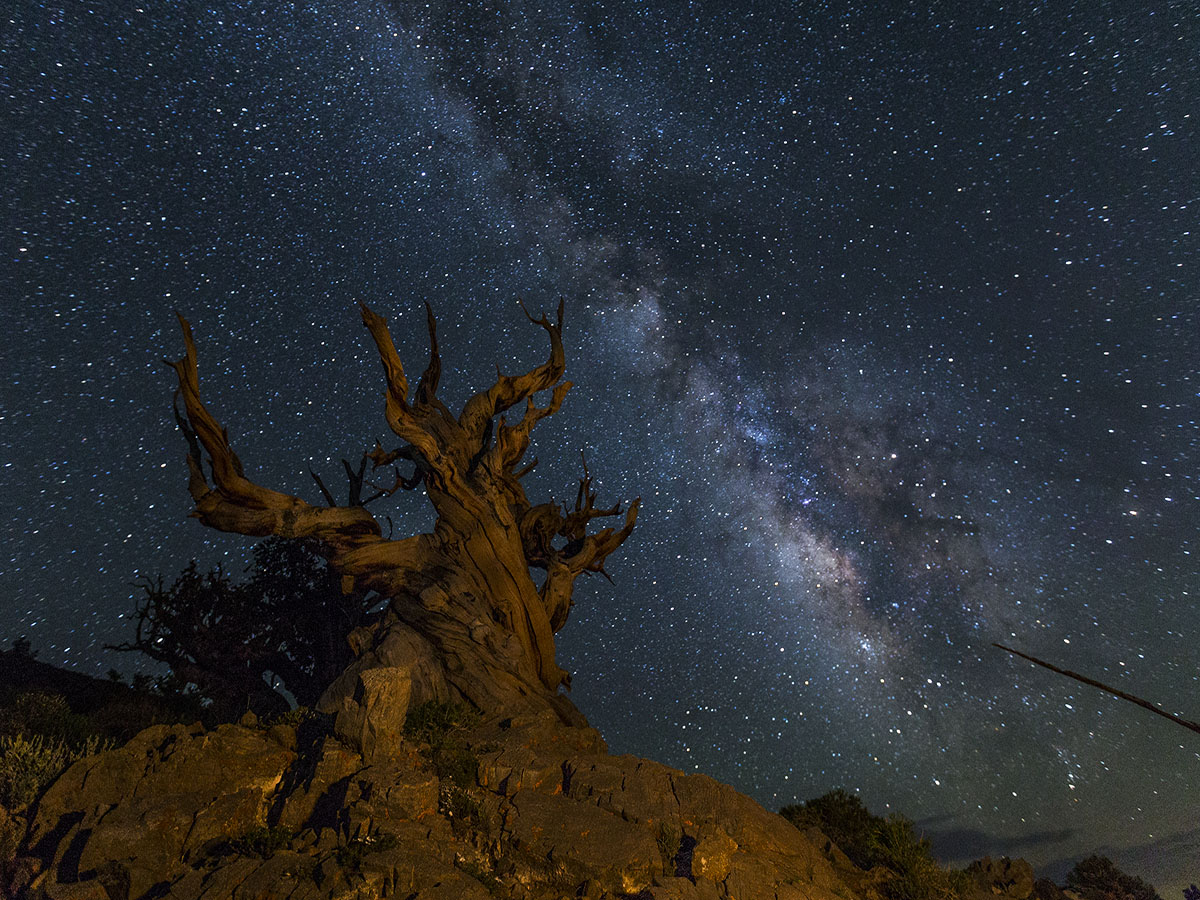 _MG_9848-1b.jpg : Ancient Tree