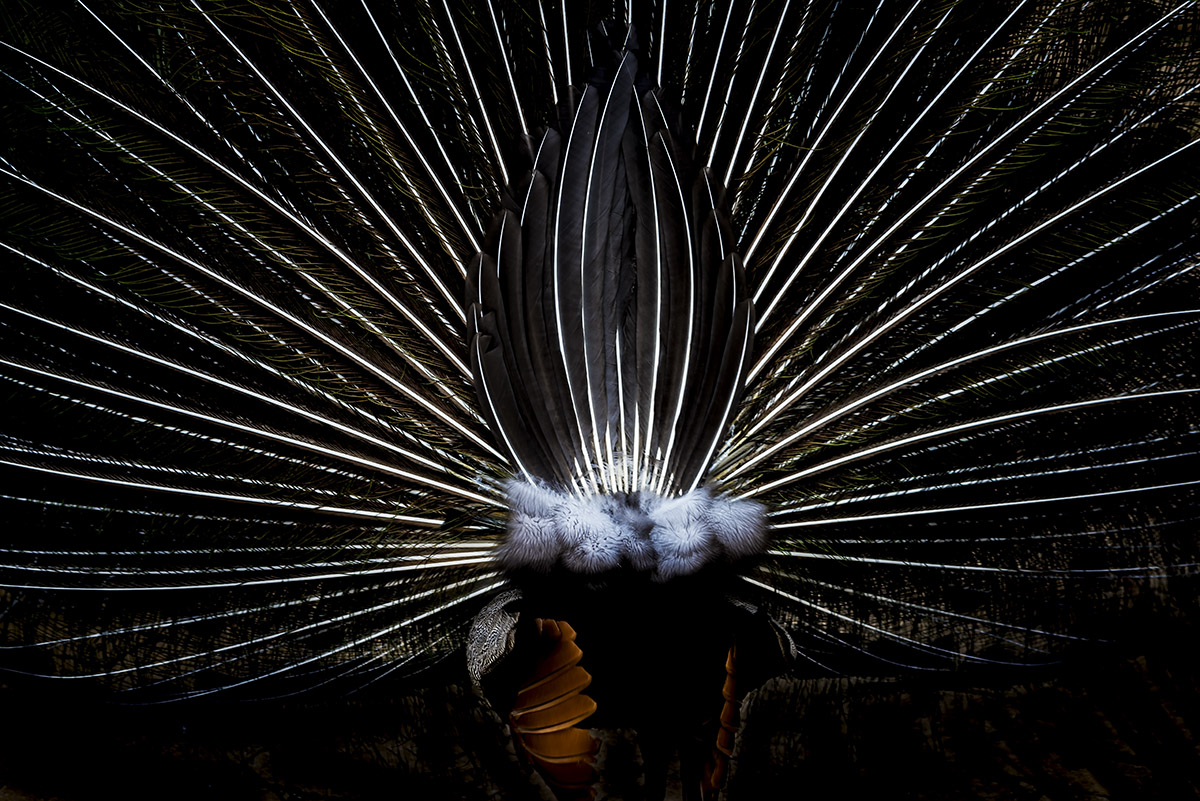 _YJL6473rnhss.jpg : Abstraction