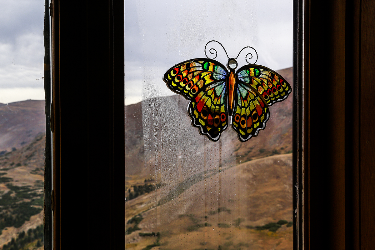 _MG_6517-2a.jpg : Butterfly