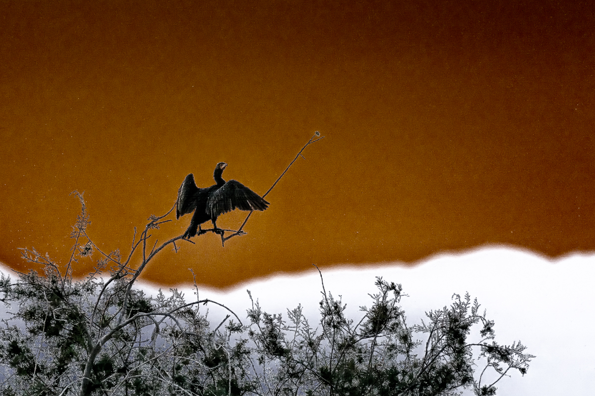 _D712552-Edit.jpg : Dream of the Great Cormorant