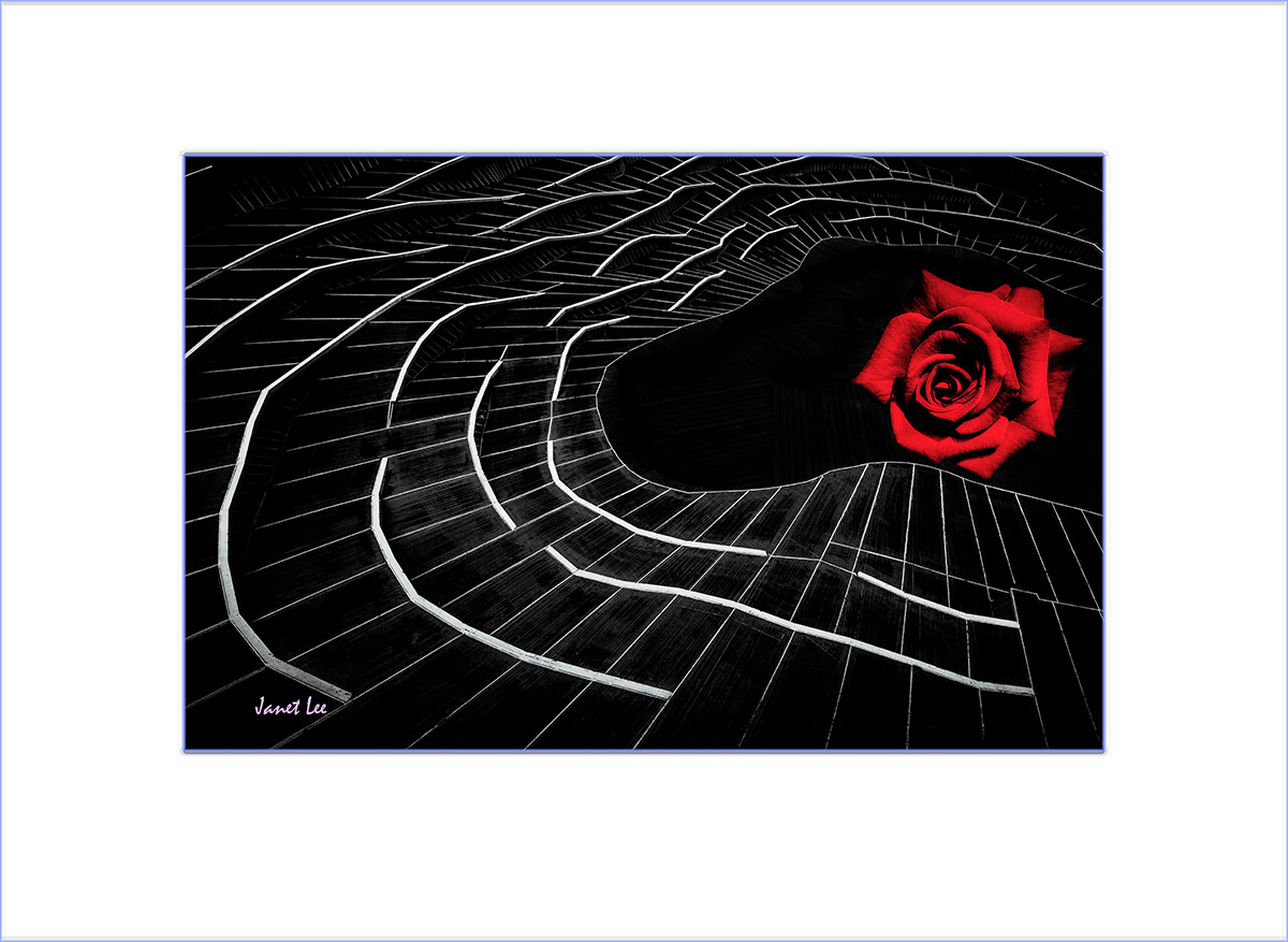 _YJL5937rrrc2s.jpg : Rose