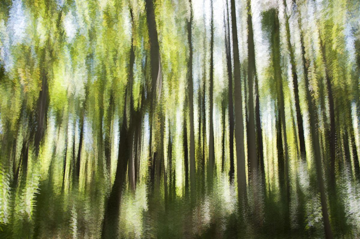 Seneca Creek State Park by june.jpg : 숲