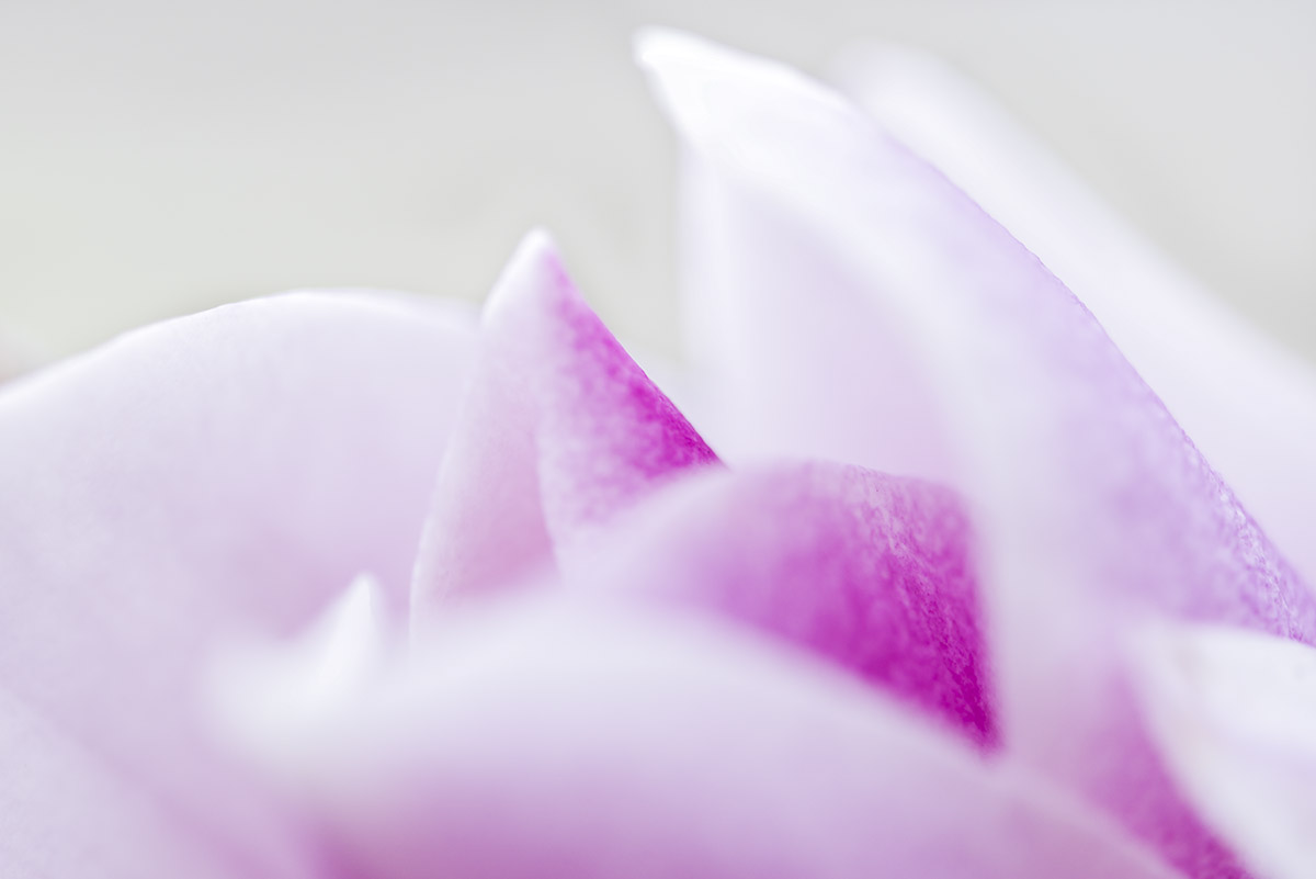 _YJL6235rs.jpg : magnolia abstraction