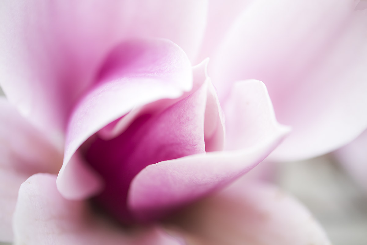 _YJL6239rs.jpg : magnolia abstraction