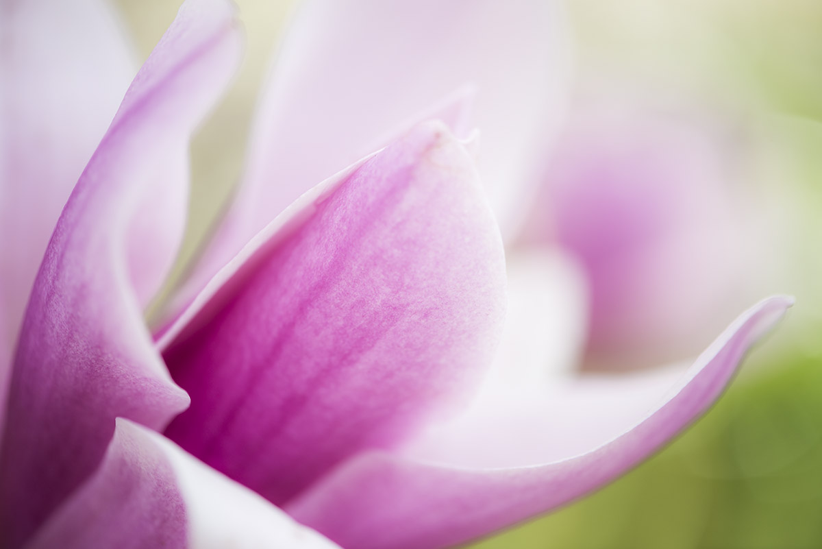 _YJL6232rs.jpg : magnolia abstraction
