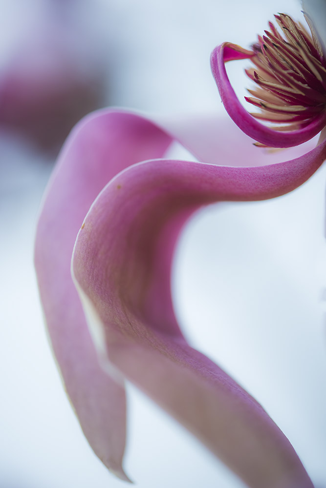 _YJL6359rs.jpg : magnolia abstraction