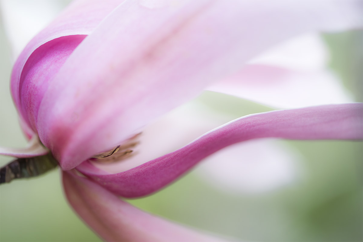 _YJL6341rs.jpg : magnolia abstraction