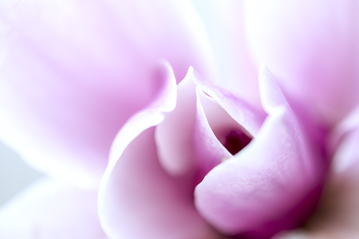 _YJL6209rrs.jpg : magnolia abstraction