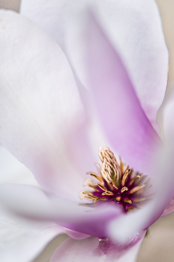 _YJL6201rnhs.jpg : magnolia abstraction