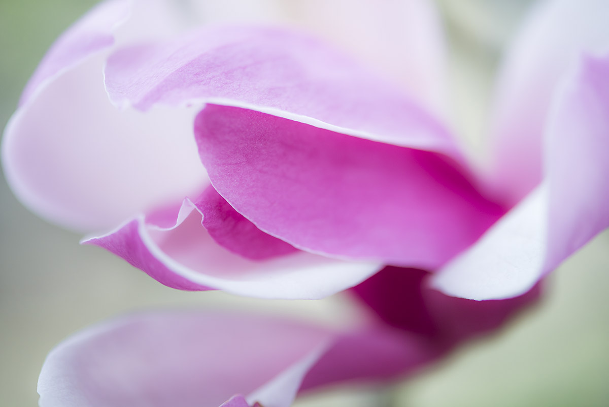 _YJL6350rs.jpg : magnolia abstraction