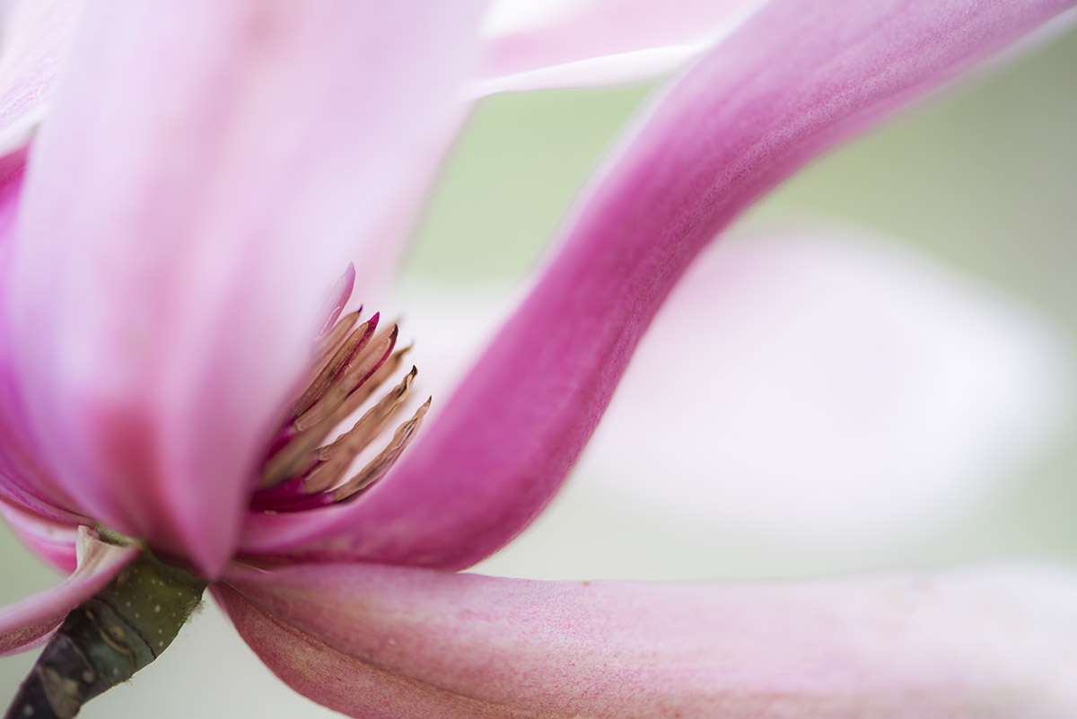 _YJL6339rs.jpg : magnolia abstraction