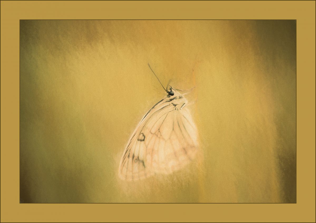 4.jpg : Buterfly