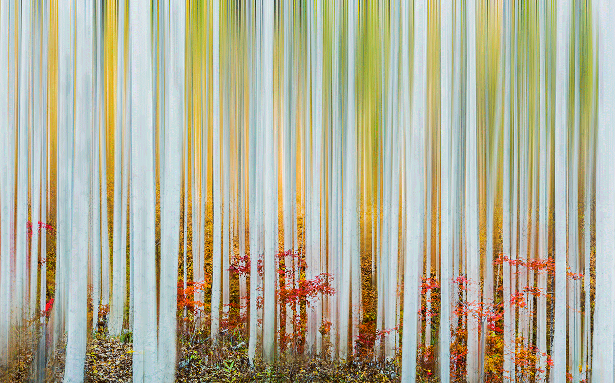 18_YJL9976rrhsrbcs.gif : Autumn Impression 1