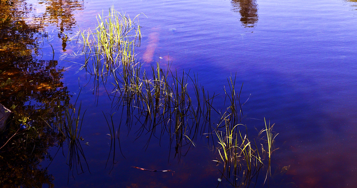 DSC_6567 PS Crop 1200px.jpg : 수초