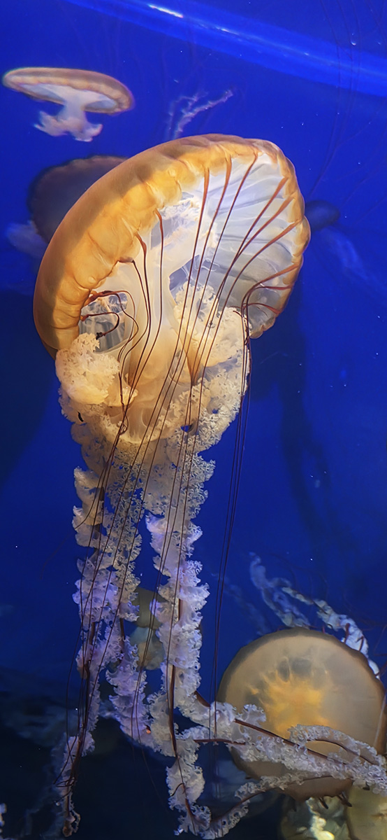 KakaoTalk_20250727_162249284_01-1a.jpg : Jelly Fish