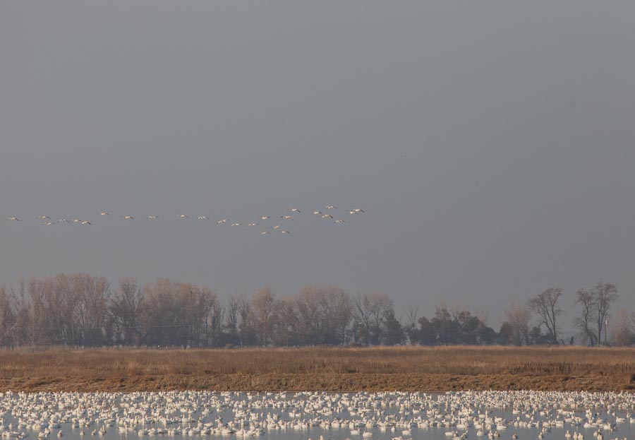 IMG_0372-3.jpg : Mercede National wildlife Refuge에서....